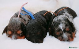 Cavapoo dogs for sale: Extensively health tested very rare F1 Cavapoos - Image 10