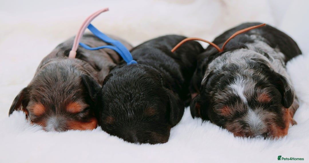 Cavapoo dogs for sale: Extensively health tested very rare F1 Cavapoos - Image 10