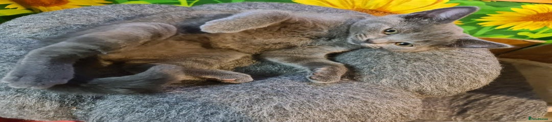 Russian Blue Kitten 4