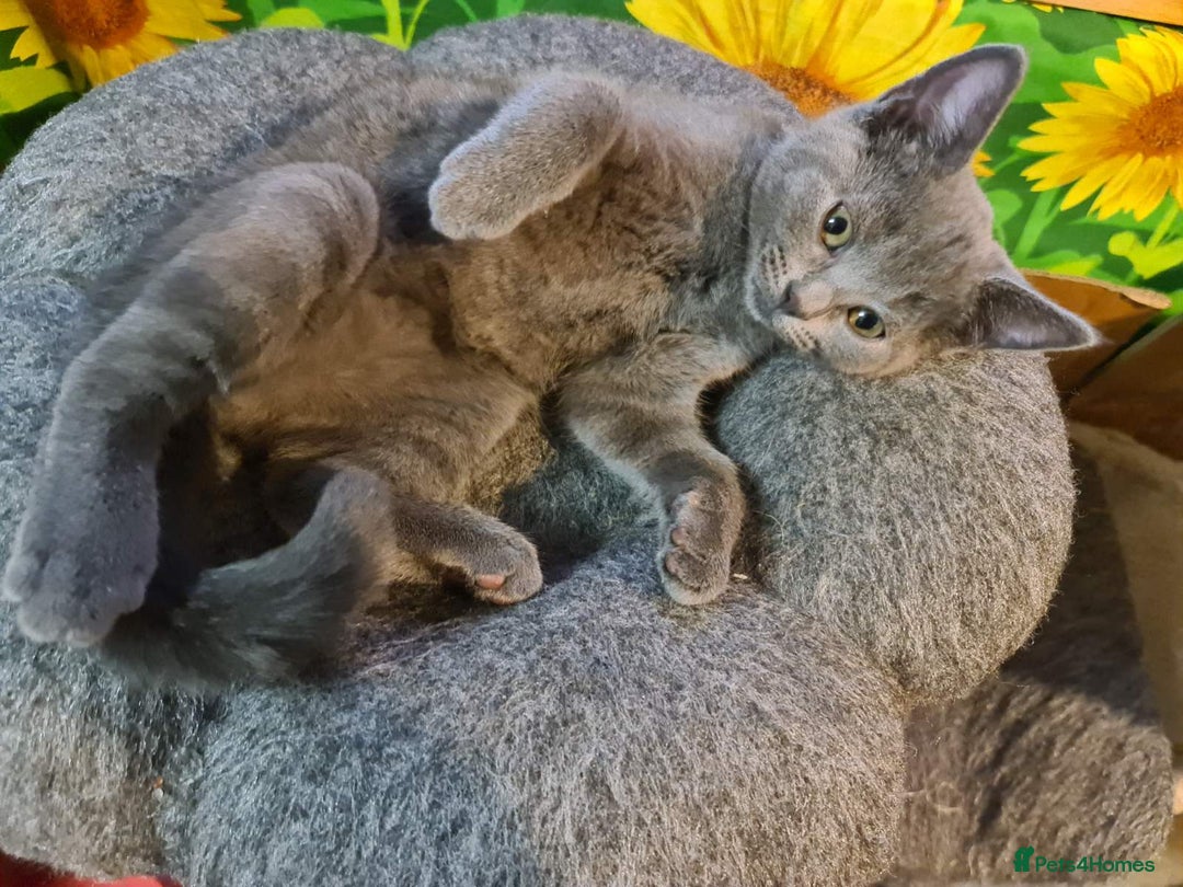 Russian Blue cats for sale: Pure Russian blue kittens( READY TO GO) - Image 11