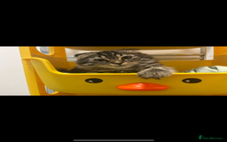 Scottish Fold cats for sale: Rare Scottish Fold -- Nebelung Kittens  - Advert 3