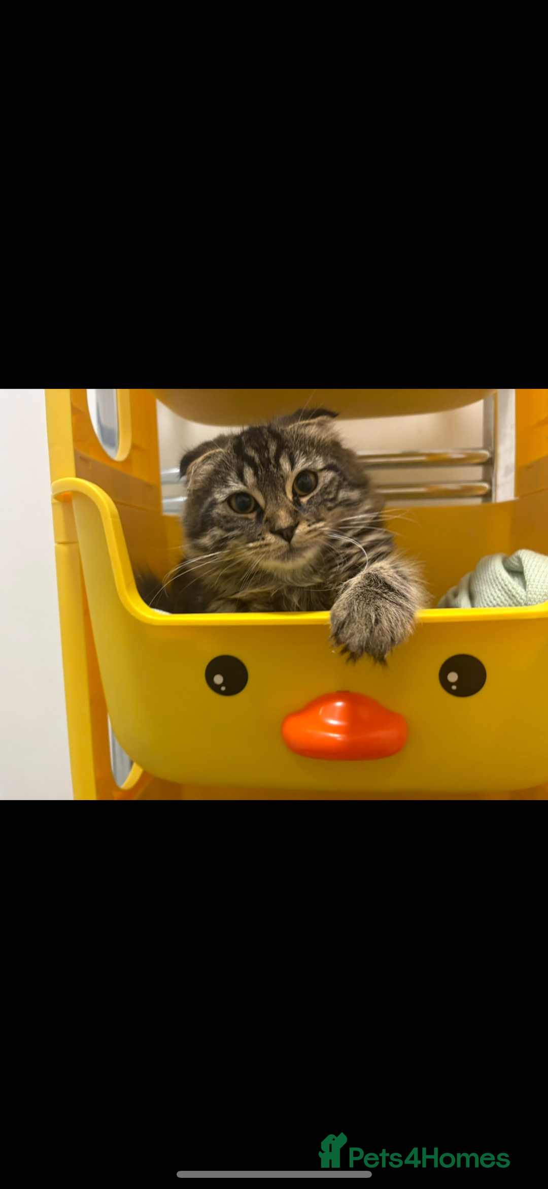 Scottish Fold cats for sale: Rare Scottish Fold -- Nebelung Kittens  - Advert 3