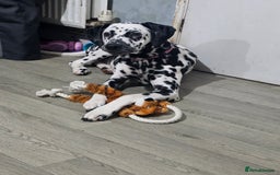 Dalmatian dogs for sale: Beautiful female dalmatian  - Image 8