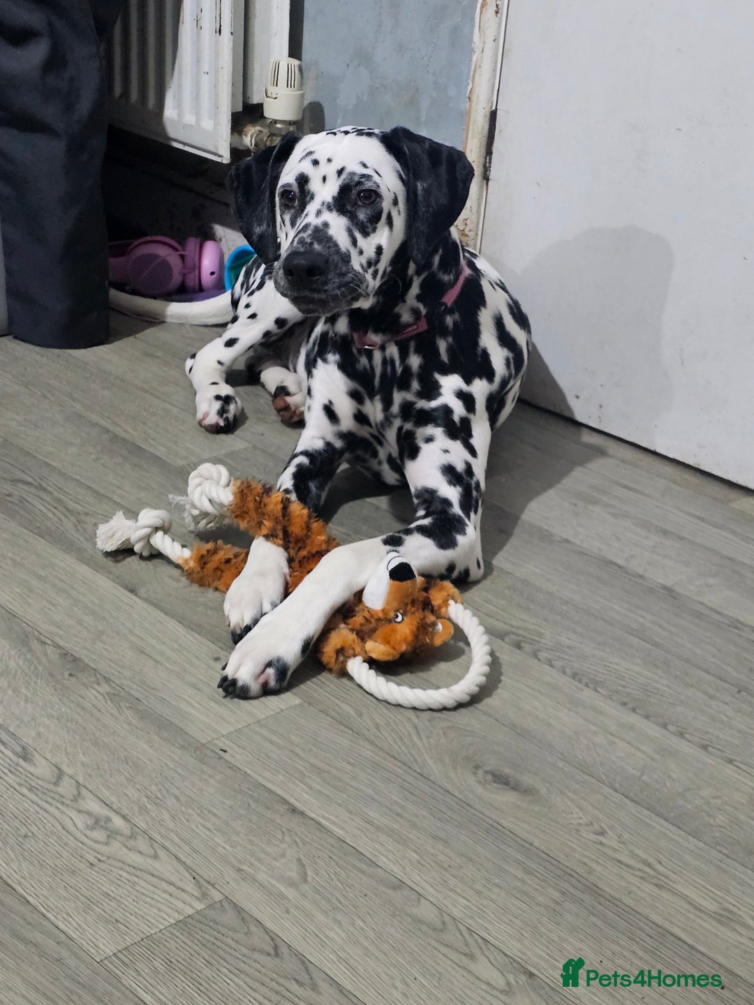 Dalmatian dogs for sale: Beautiful female dalmatian  - Image 8