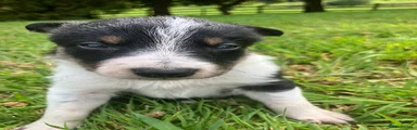 Border Collie Puppy 1