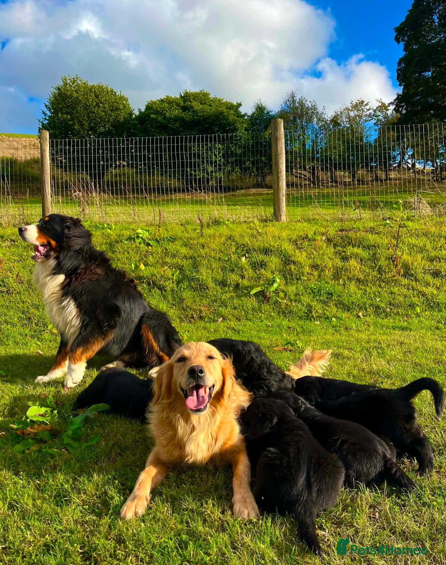 Bernese Mountain Dog dogs Beautiful Bernese Mountain Dog x Golden Retrievers - Advert 2