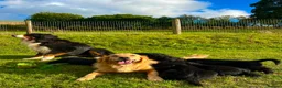 Bernese Mountain Dog dogs for sale: Beautiful Bernese Mountain Dog x Golden Retrievers - Advert 2