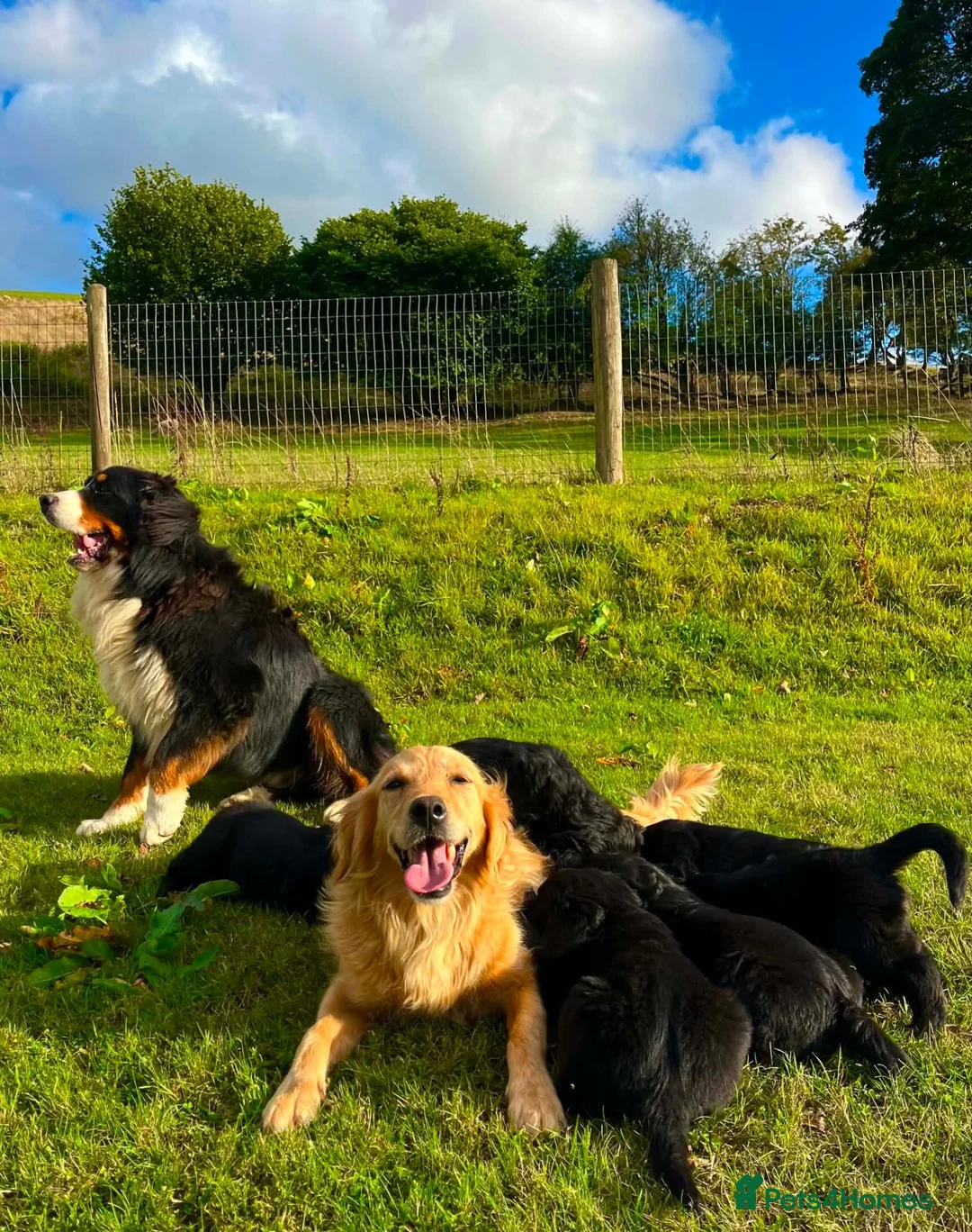 Bernese Mountain Dog dogs for sale: Beautiful Bernese Mountain Dog x Golden Retrievers - Advert 2