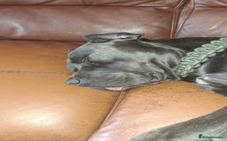 Cane Corso dogs for sale: Cane Corso looking for his new home. - Image 6