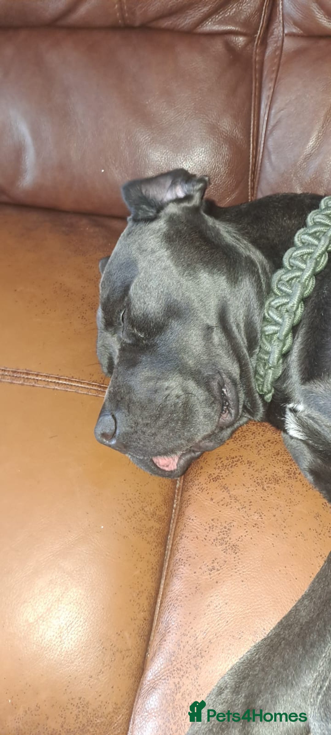 Cane Corso dogs for sale: Cane Corso looking for his new home. - Image 6