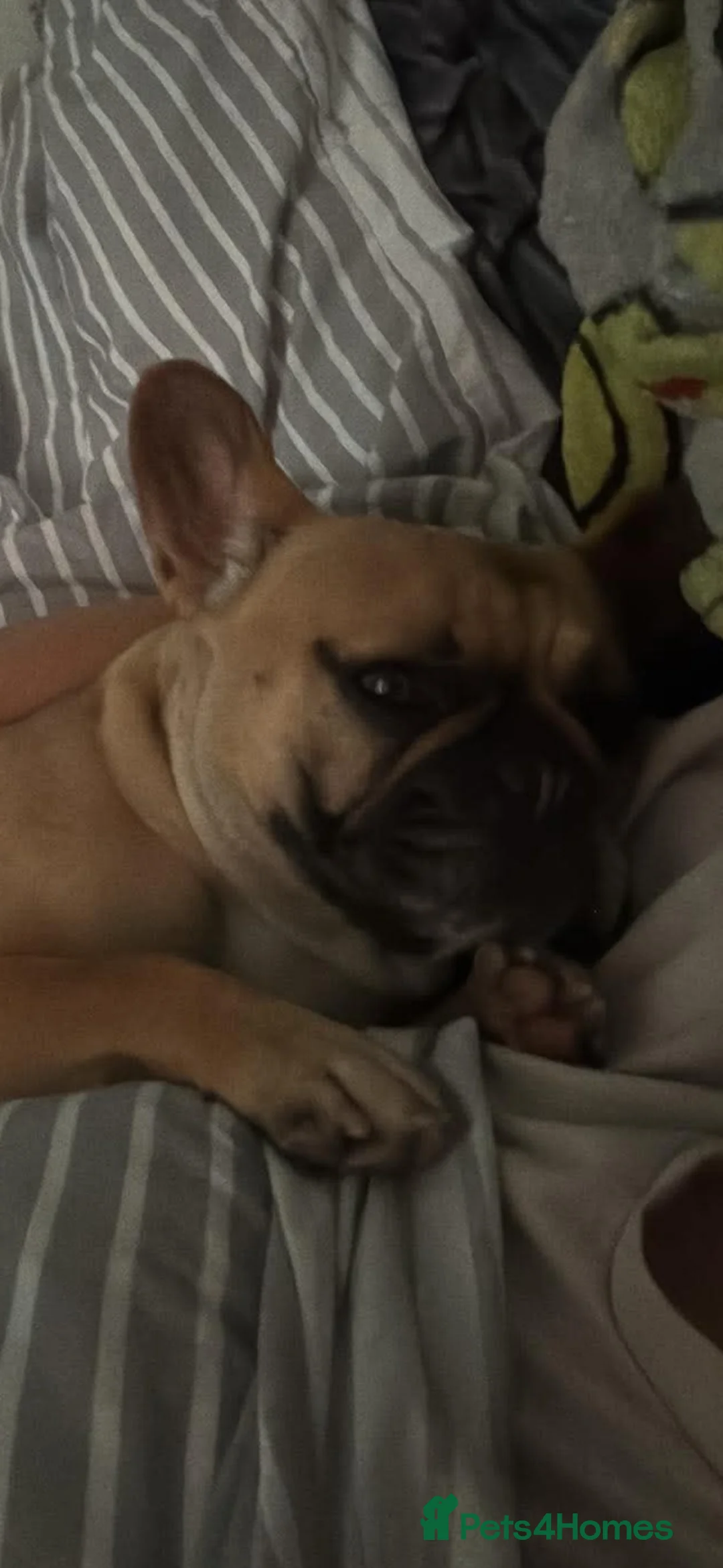 French Bulldog dogs for sale: Female FrenchBulldog Looking for a 🏡 ❤️ - Advert 2