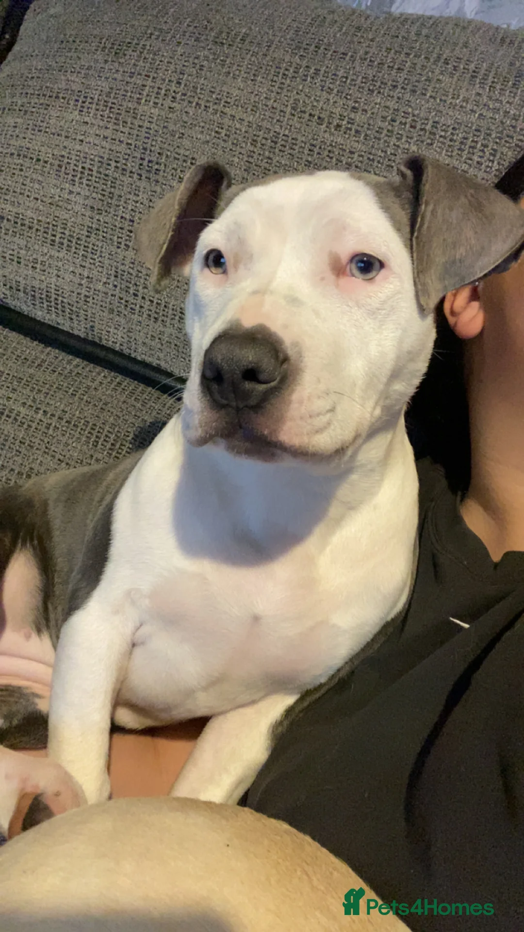 Mixed Breed dogs for sale: 6 month old - Advert 4