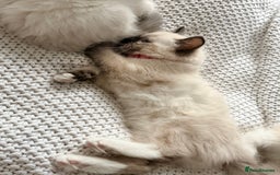 Ragdoll cats for sale: Ragdolls kittens 2 girls & 3 boys  - Image 13