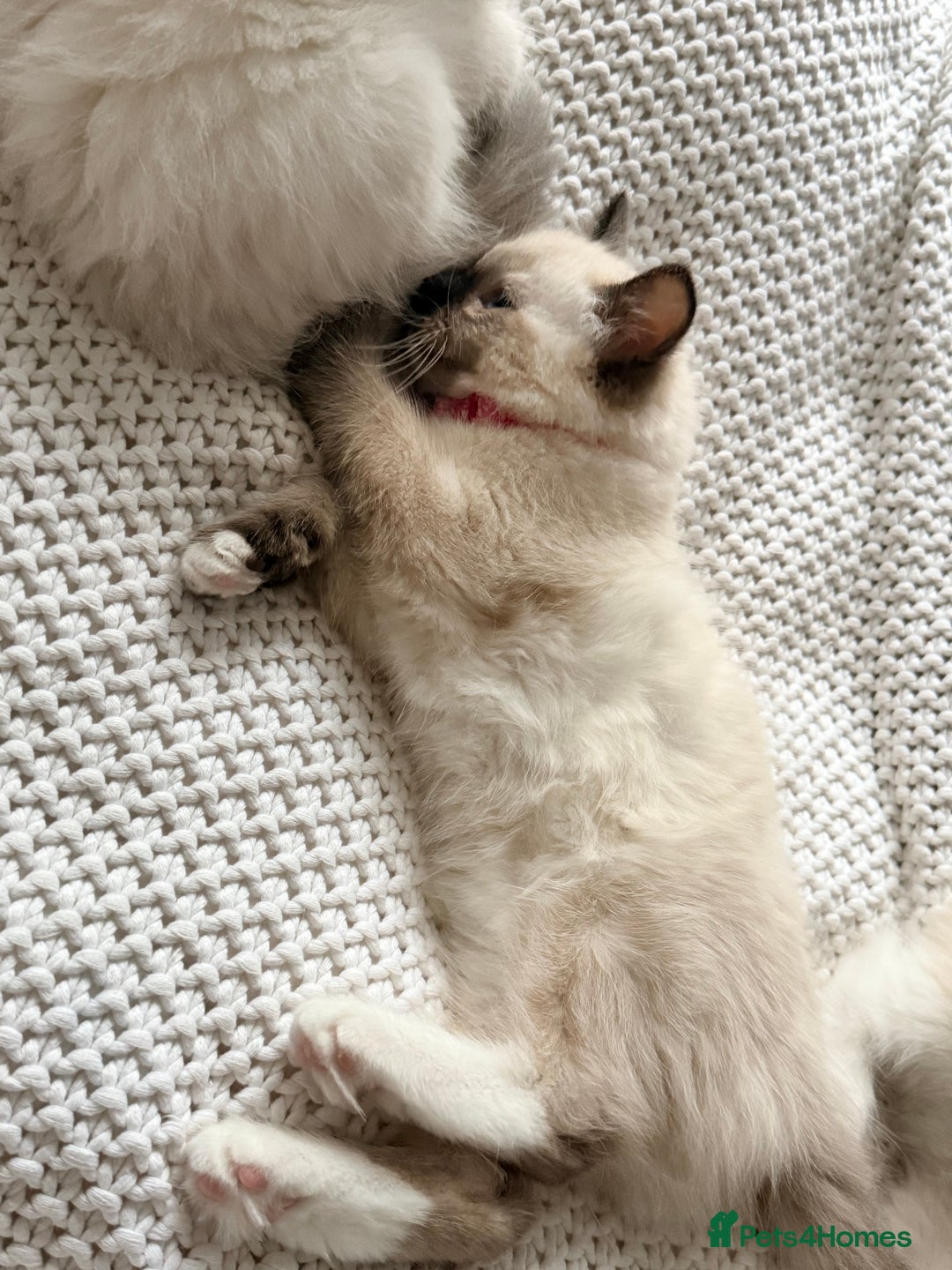 Ragdoll cats for sale: Ragdolls kittens 2 girls & 3 boys  - Image 13