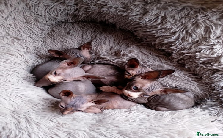 Sphynx cats - Advert 16
