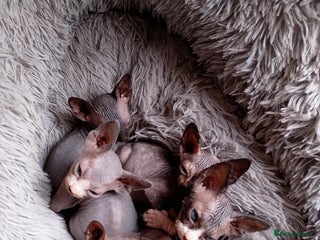 Sphynx cats - Advert 1