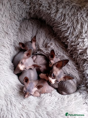 Sphynx cats - Advert 1