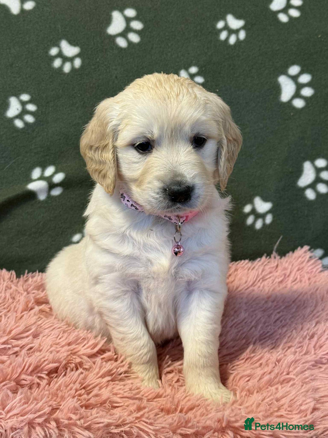 Golden Retriever dogs for sale: Stunning health tested Golden Retriever Puppies  - Advert 25