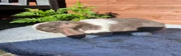 Mini Lop rabbits for sale: Mixed litter of adorable mini lops  - Advert 4