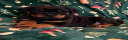 Rottweiler dogs for sale: Beautiful Rottweiler Puppies Available  - Advert 36