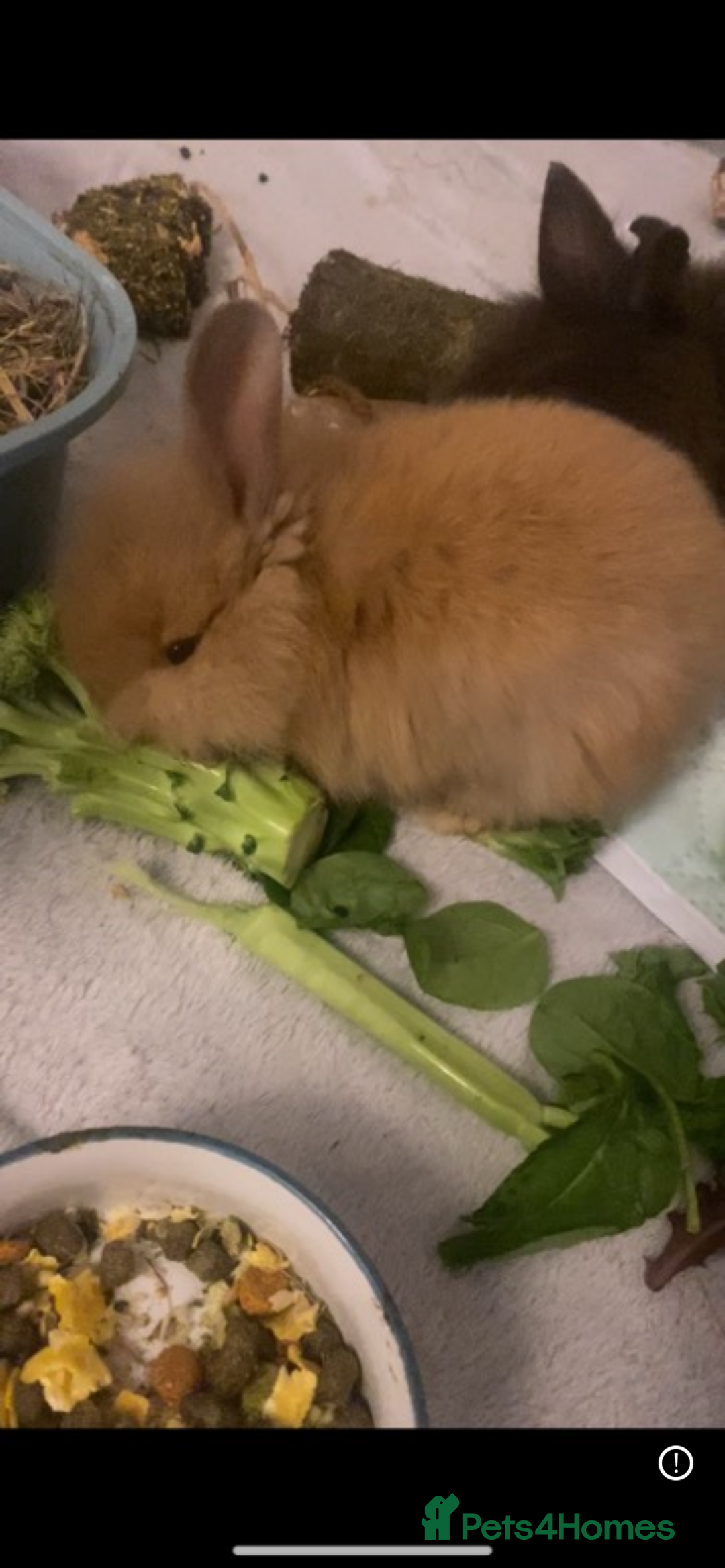 Lionhead rabbits for sale: ⭐️Beautiful lionhead bunnies⭐️ - Advert 2