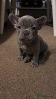 French Bulldog dogs - Advert 6