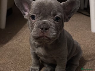 French Bulldog dogs - Advert 5