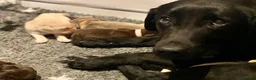 Labrador Retriever dogs for sale: Health Tested KC Registered Labrador Pups - Advert 3