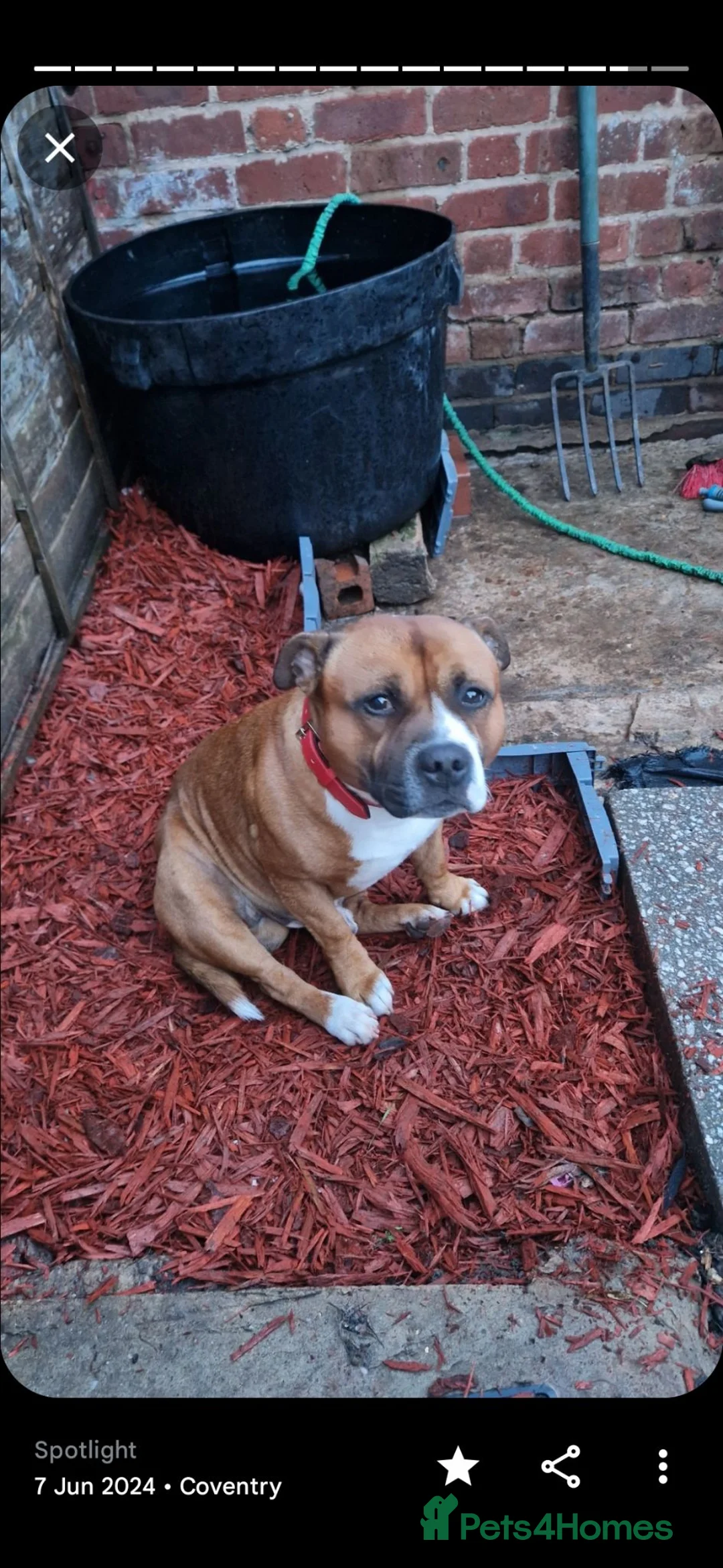 Staffordshire Bull Terrier dogs for stud: Stunning Staffordshire bull terrier  - Advert 1