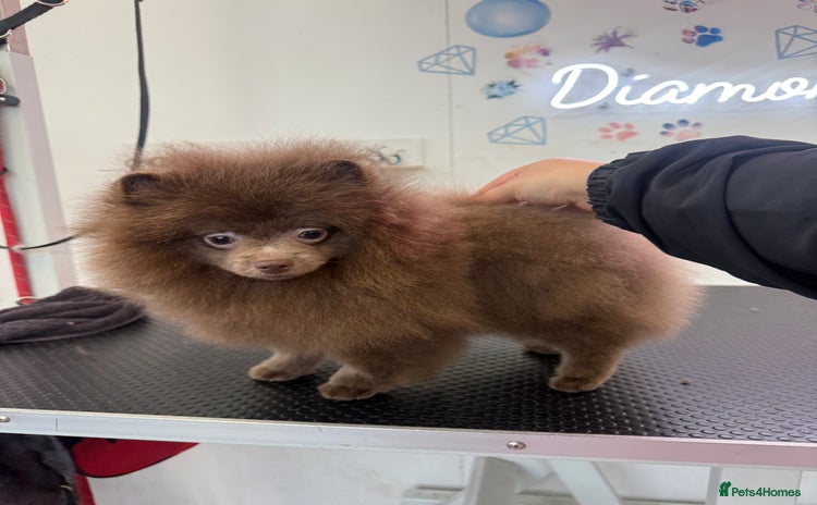 Pomeranian dogs Lilac girl - Advert 15