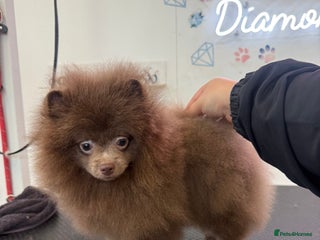 Pomeranian dogs Lilac girl - Advert 14