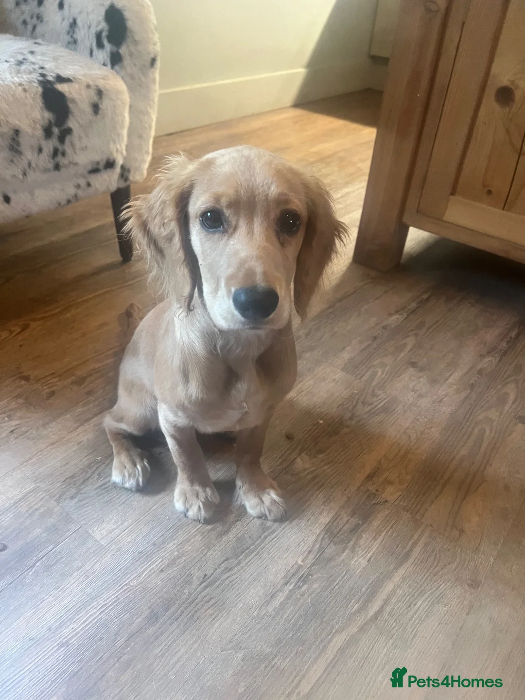 Cocker Spaniel dogs for sale: * READY TO GO* 4.5 MONTH OLD KC COCKER GIRL - Advert 6