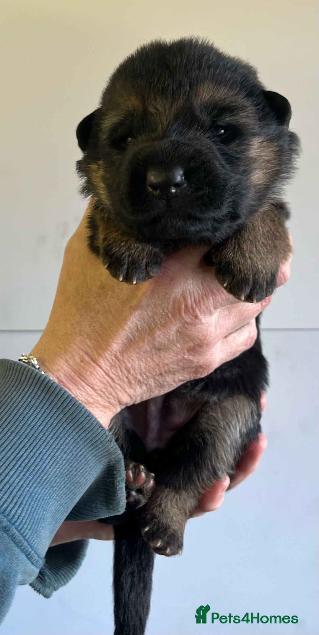 German Shepherd dogs for sale: Litter of puppies with a World Class Pedigree  - Advert 22