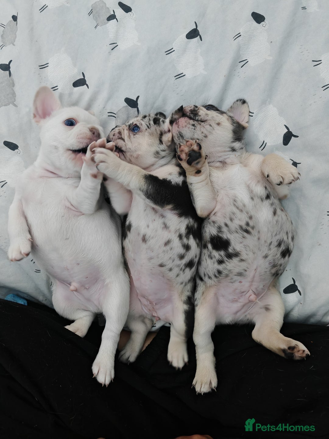 French Bulldog dogs for sale: French bulldog , merle, platinum, fluffy carriers. - Image 31