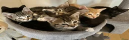 Mixed Breed cats for sale: Beautiful Kittens for sale. - Advert 1