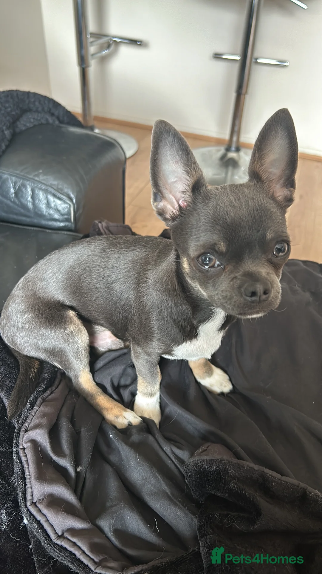 Chihuahua dogs for stud: Stud only. Full pedigree lilac chihuahua £300 - Advert 13