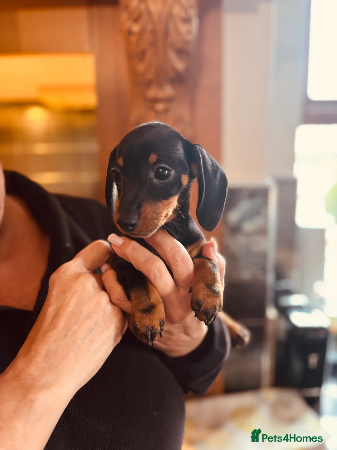 Miniature Dachshund dogs for sale: PRA clear, KC girls, licensed breeder - Advert 3