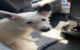 Mixed Breed dogs for adoption: 💖🐶 ATHENA 🐶💖 - Image 21
