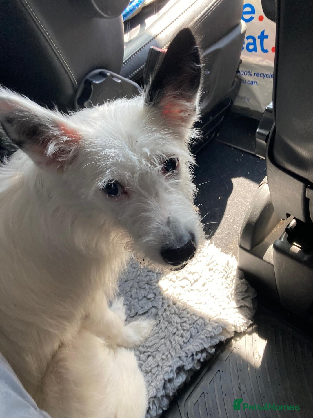 Mixed Breed dogs for adoption: 💖🐶 ATHENA 🐶💖 - Image 21