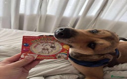 Mixed Breed dogs for adoption: Meet Milo: A Sensitive, Playful Companion - Image 7