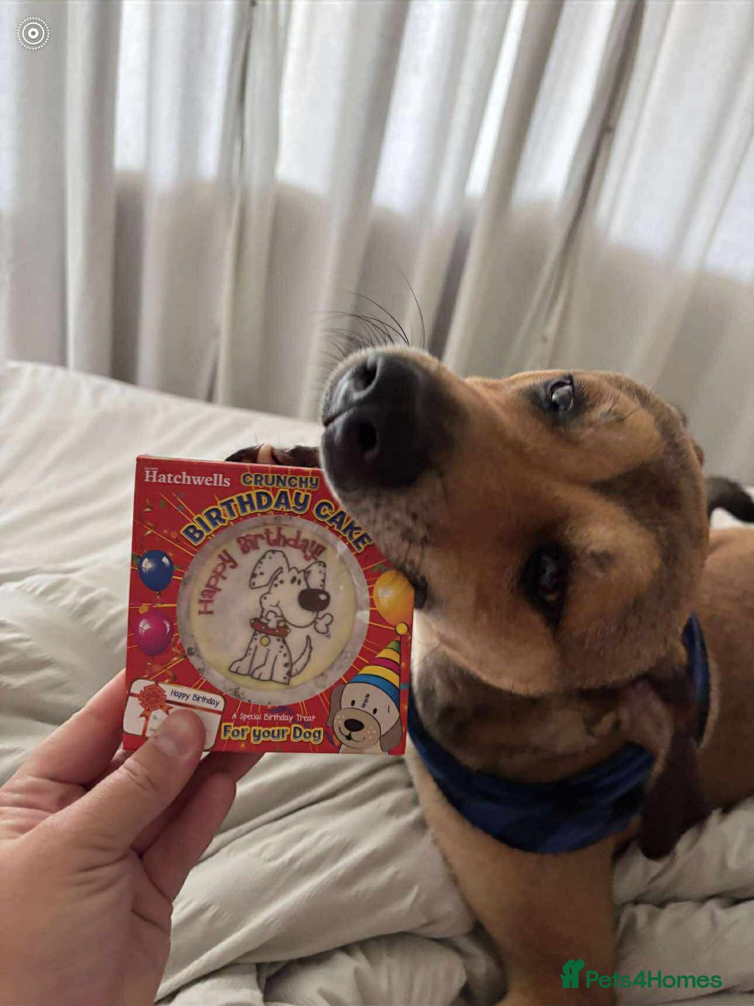 Mixed Breed dogs for adoption: Meet Milo: A Sensitive, Playful Companion - Image 7