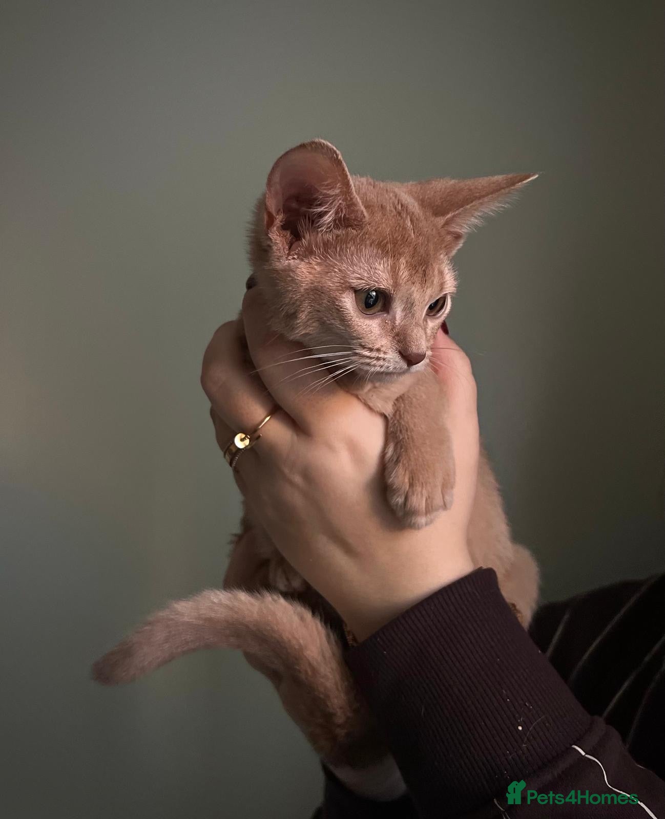 Abyssinian cats Tica registered Abyssinian kittens ready to leave  - Advert 6