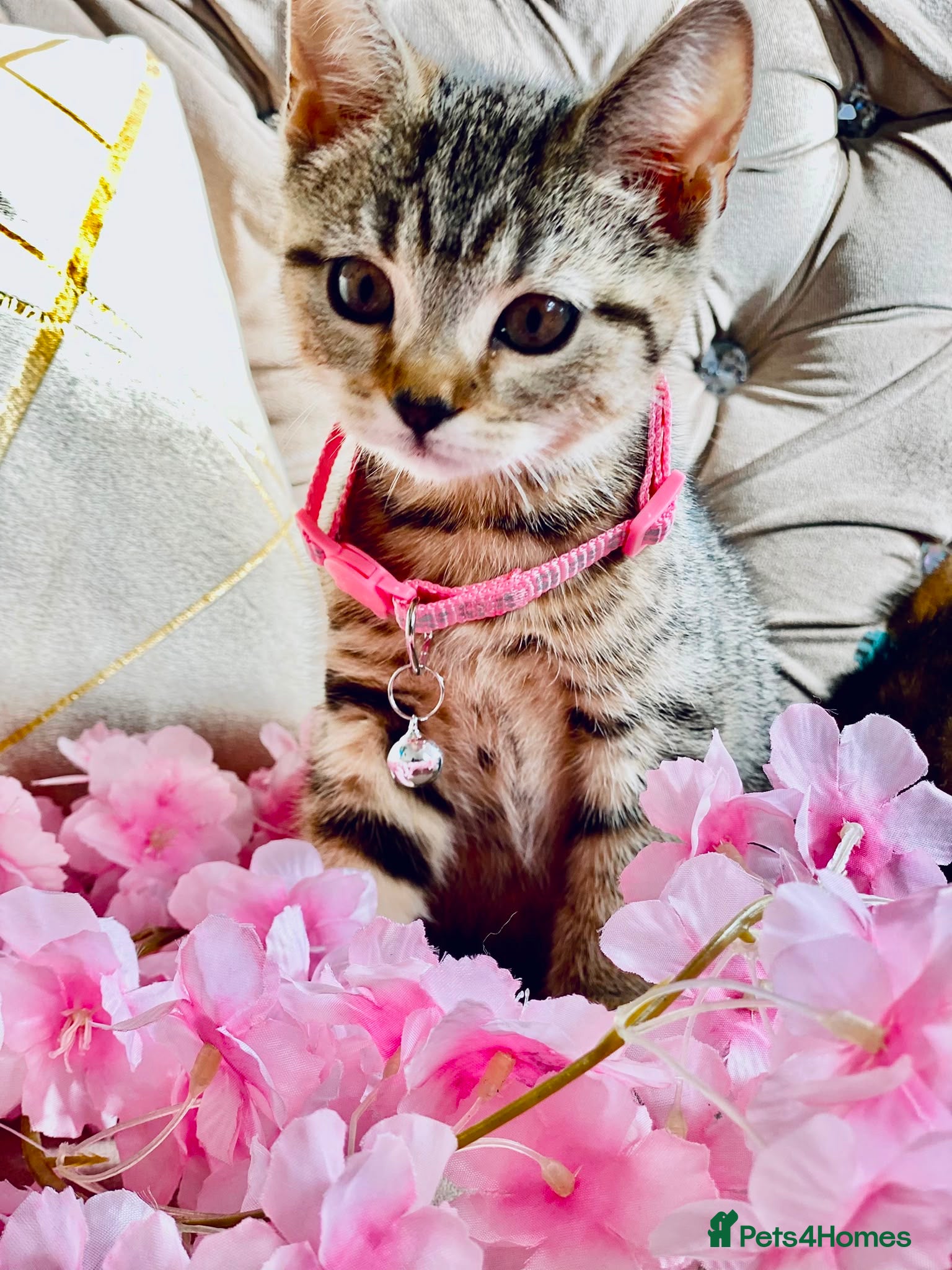 British Shorthair cats ❤️🩵❤️British shorthair x tabby kittens 💙🩵❤️ - Advert 2