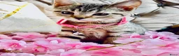 British Shorthair cats for sale: ❤️🩵❤️British shorthair x tabby kittens 💙🩵❤️ - Advert 2