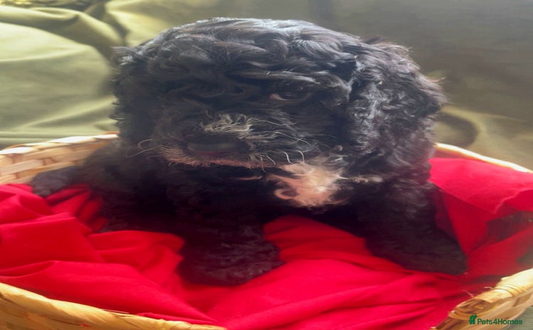 Cockapoo dogs - Advert 4