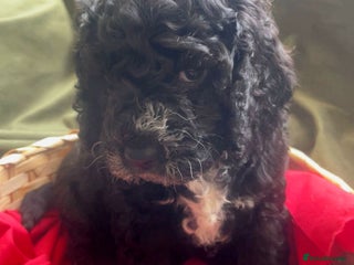 Cockapoo dogs - Advert 10