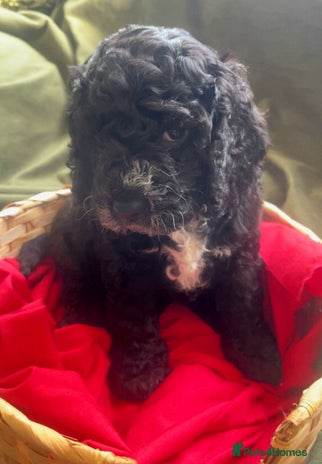 Cockapoo dogs - Advert 2