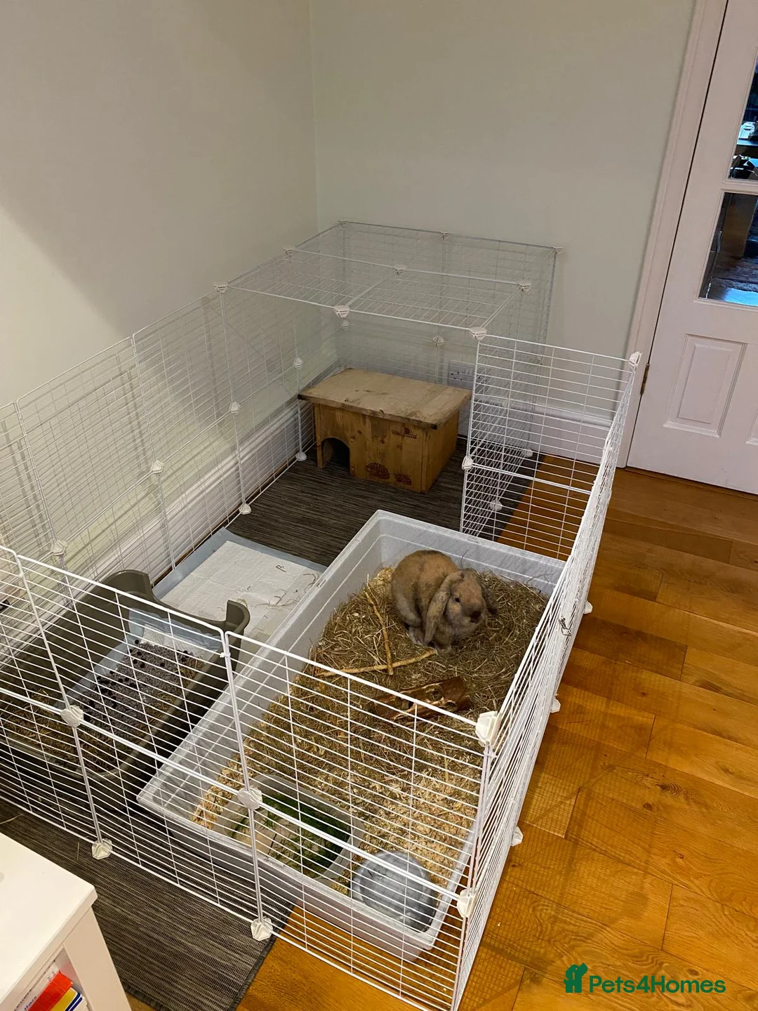 Mini Lop rabbits for sale: 3 year old Ginger and Brown Mini Lop in Brentford - Advert 7