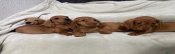 Dachshund dogs for sale: Miniature dachshund pups  - Advert 4