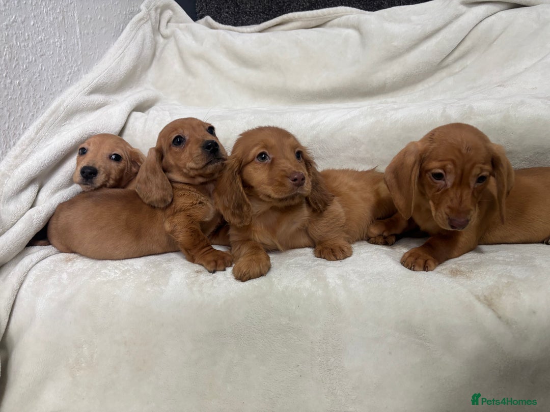 Dachshund dogs for sale: Miniature dachshund pups  - Advert 4
